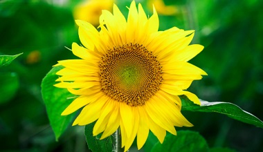 Acheter des graines de tournesol à semer au jardin