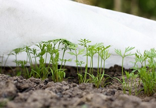 Quels semis de légumes et autres travaux de jardinage en janvier, achat de graines pour potager