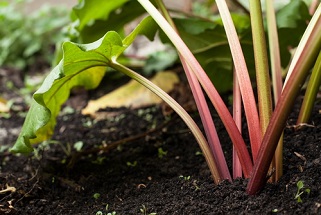 Acheter et semer des graines de rhubarbe pour le jardin potager