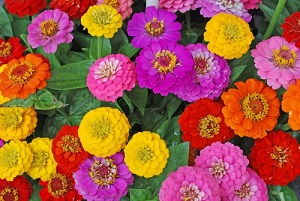 Acheter et semer des graines de zinnia pour le jardin