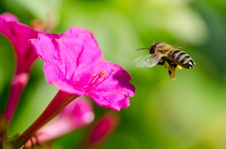 Comment attirer les insectes pollinisateurs au jardin? 