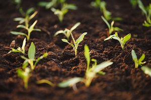 Quelles graines de légumes et de fleurs acheter et semer en mars?