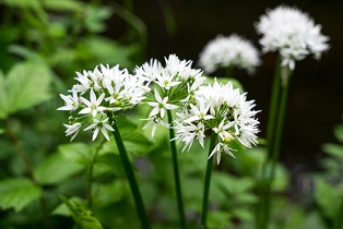 Semer des graines d'ail des ours au jardin : où les acheter?