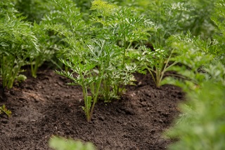 Quelles graines de fleurs ou de légumes semer en avril ?