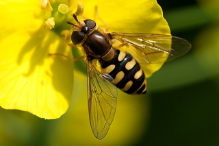 Comment attirer le syrphe et les insectes pollinisateurs au jardin?