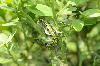 Semis de graines en mai au potager et au jardin d'ornement