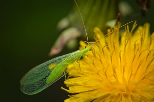 Accueillir la chrysope au jardin contre les pucerons