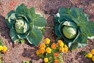 Quels semis et conseils de jardinage au potager en juin? 