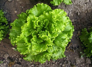 Semer des graines de chicorée, scarole et frisée