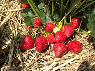 Quelles variétés de légume pailler au potager? Graines en vente en ligne