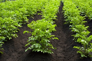 Buttage de légumes semés au potager, quelles variétés