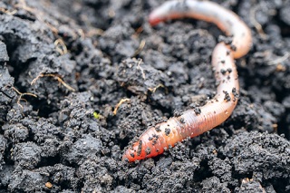 Ver de terre utile dans les jardins et potagers pour semis de graines