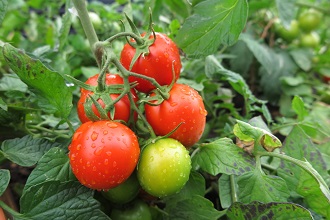 Semis de graines de légumes en septembre, où les commander?