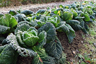 Achat de graines, semis et entretien du jardin à préparer avant l'hiver, en décembre