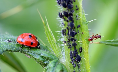 Les coccinelles pour lutter contre les pucerons au jardin