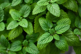 Semer des graines d'aromates et plantes médicinales pour faire des tisanes