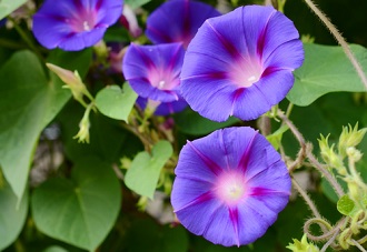 Commander et semer des graines d'ipomées au jardin