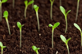 Semis de graines de légumes en mai