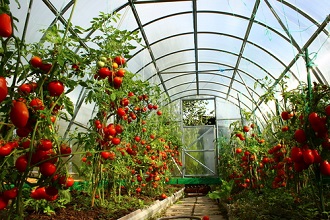 Semis de légumes sous serre : commander vos graines