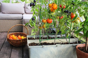 Graines de légumes à semer pour un potager au balcon