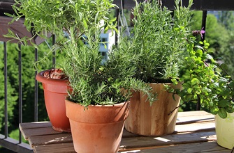 Semer des graines de plantes aromatiques au balcon en ville