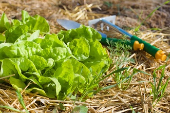 Semis et entretien du potager en juin, commande de graines et de fongicides