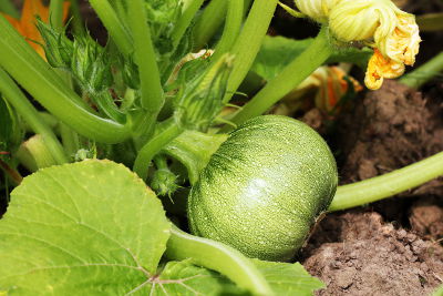 Courgettes à récolter en juillet dans le potager