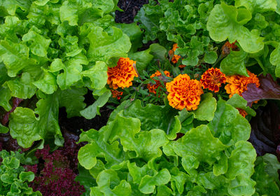 5 plantes à avoir dans jardin en hiver