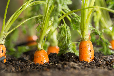 Carottes semées au milieu de l'été pour une récolte en automne