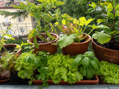 Légumes cultivés en pot sur un balcon en ville