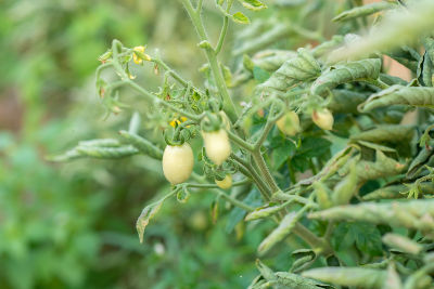 Tomates souffrant de la maladie de l'enroulement des feuilles