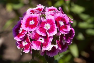 Fleurs d’œillet de poète, bouquet tout fait