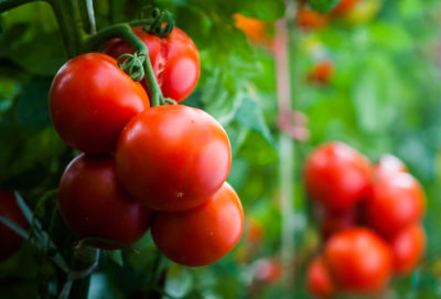 Récolte de tomates en septembre