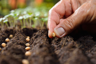 Personne qui sème en place des graines dans son potager