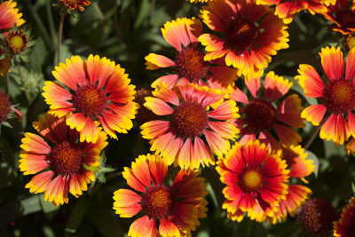 Fleurs gaillardes semées dans un jardin