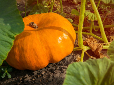 Citrouille à récolter au jardin en octobre