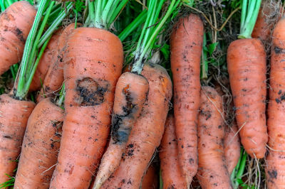 Carottes attaquées par le ravageur mouche de la carotte