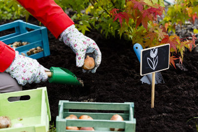 Plantation de bulbes printaniers en novembre au jardin