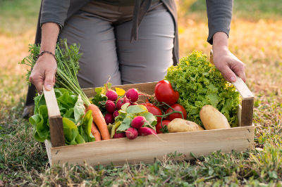 Récolte de légumes d'un jardinier débutant