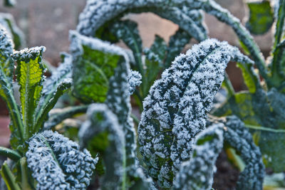 Légumes du potager gelés en décembre