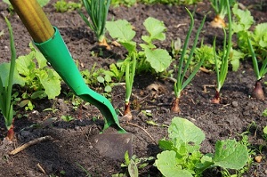 Récoltes et semis au potager en juillet