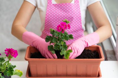 Femme plantant des géraniums en janvier