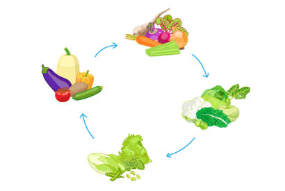 Rotation des cultures au potager en 4 ans