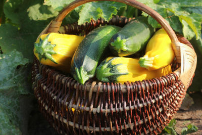 Récolte de courgettes