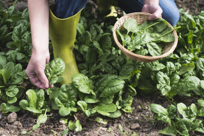 Récolte d'épinard, légume riche en oméga3, qui a été semé au potager