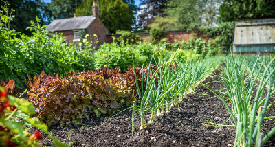 Potager avec la bonne exposition et le bon emplacement