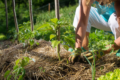 Permaculture au jardin et au potager