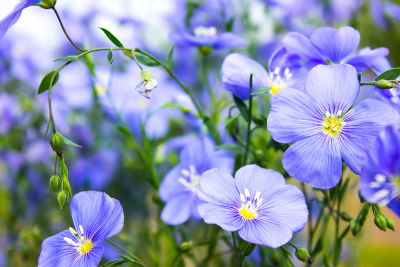 Lin en fleurs semé au jardin