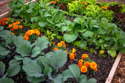 Comment repiquer ses semis de légumes au potager