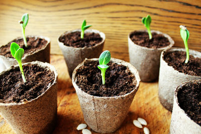 Semis de courgettes en pot en avril